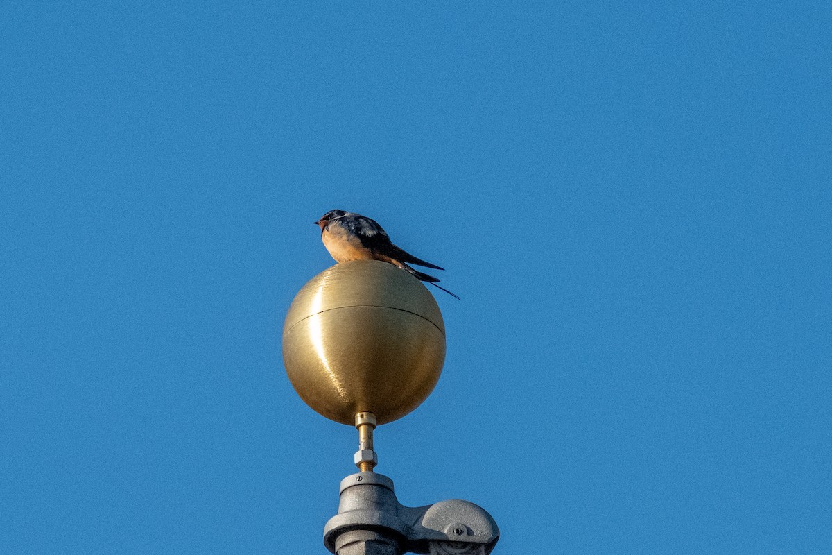 Barn Swallow - ML443631121