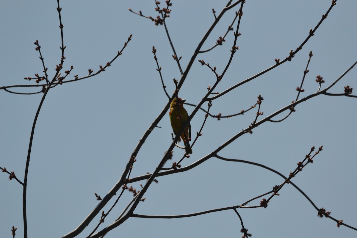 piranga ohnivá - ML443632441