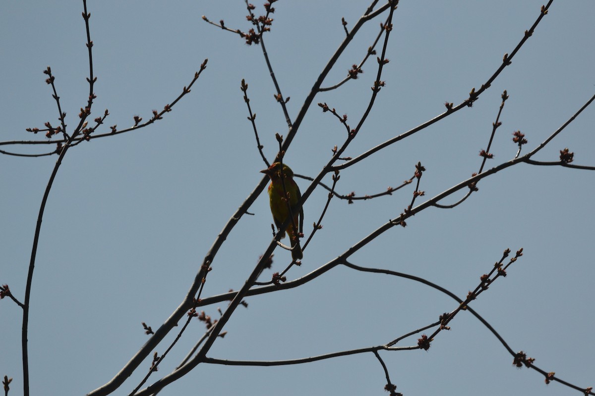 piranga ohnivá - ML443632471