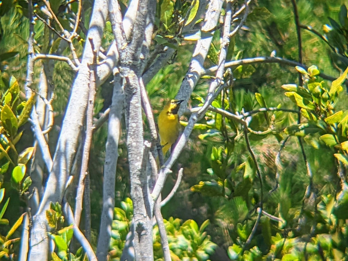 Hooded Oriole - ML443632641