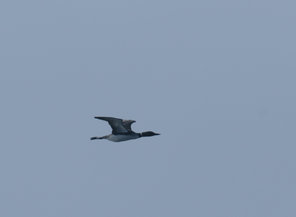Common Loon - ML443634171