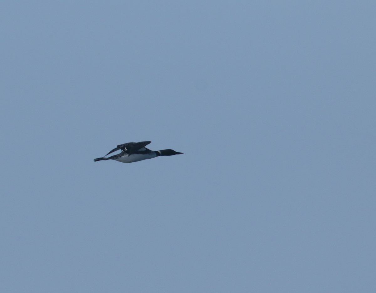 Common Loon - ML443634241