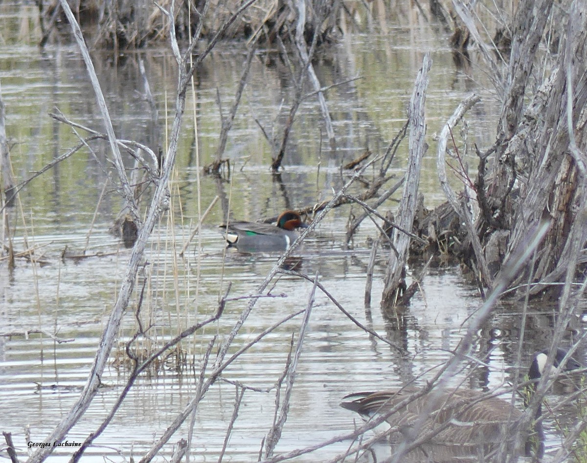 Green-winged Teal - ML443634341