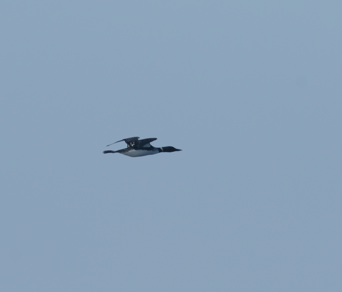 Common Loon - ML443634391