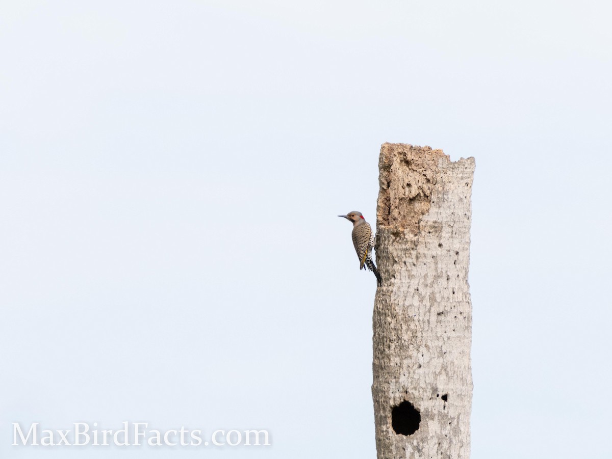 Northern Flicker (Yellow-shafted) - ML443635131