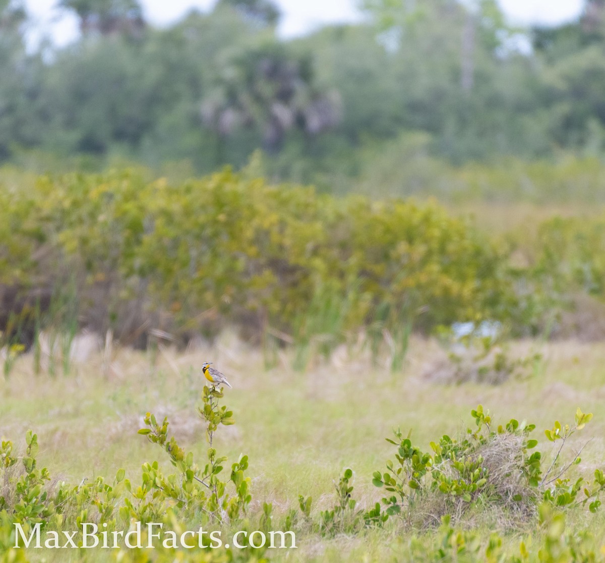 Eastern Meadowlark (Eastern) - ML443635451