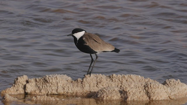 סיקסק - ML443635981