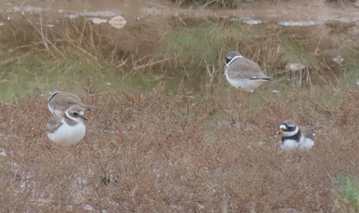 Common Ringed Plover - Carlos Antón