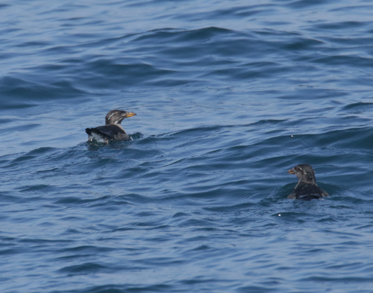 Rhinoceros Auklet - ML443637721