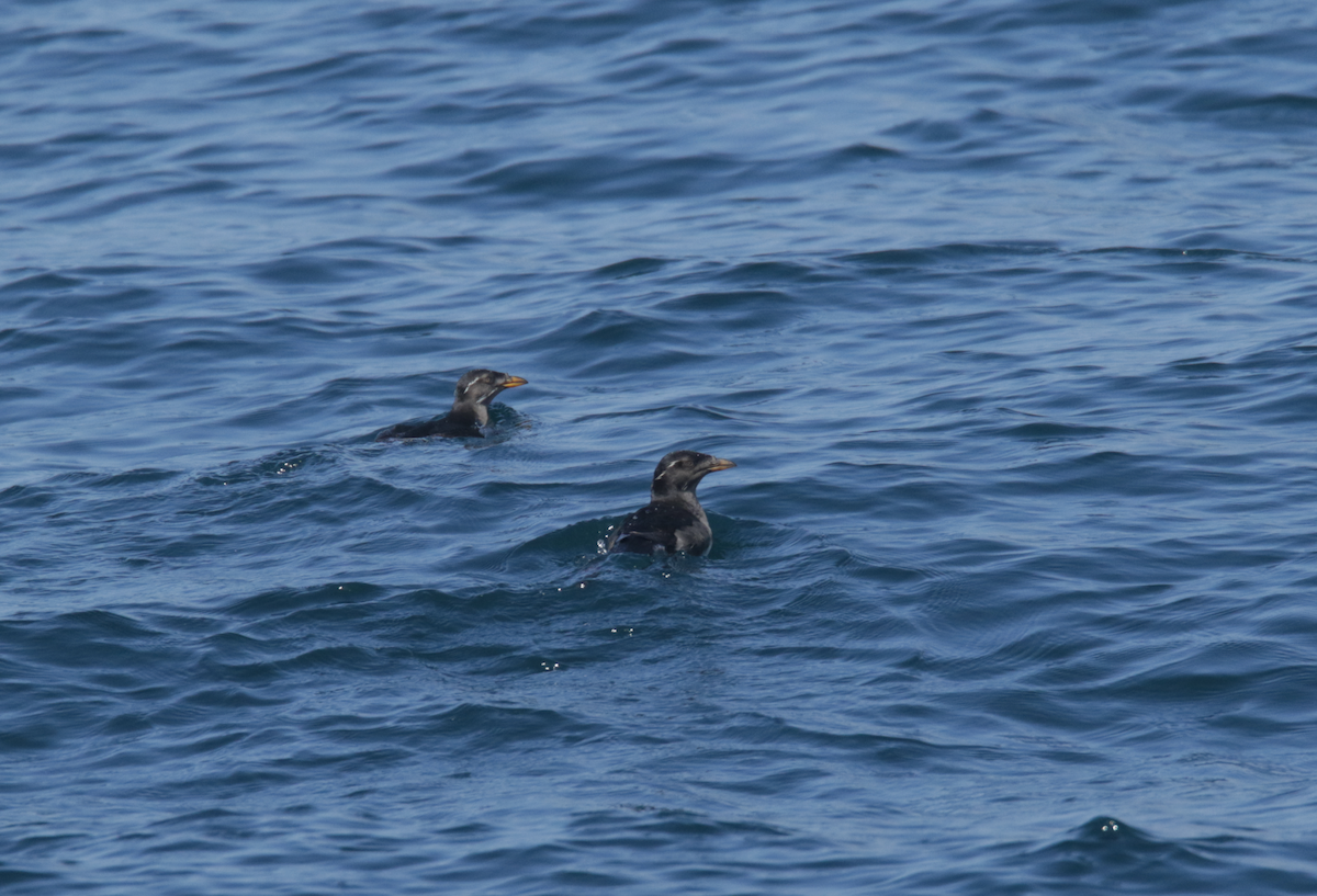 Rhinoceros Auklet - ML443637751