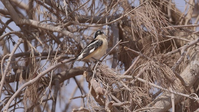 Woodchat Shrike - ML443637761