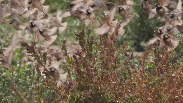 Spanish Sparrow - ML443638021