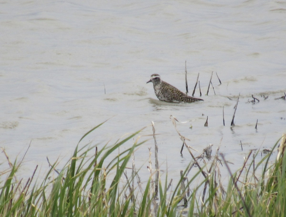 Urre-txirri amerikarra - ML443638261