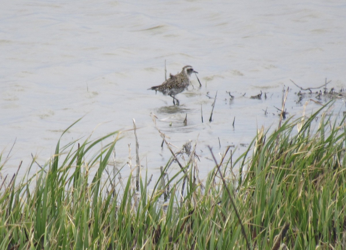 Urre-txirri amerikarra - ML443638321