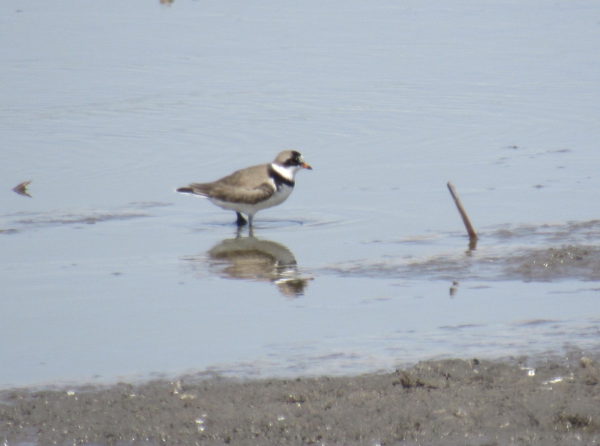 Semipalmated Plover - ML443638331