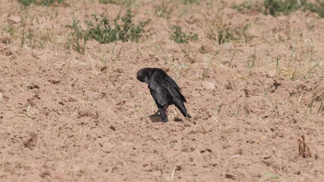 Corbeau brun - ML443639031