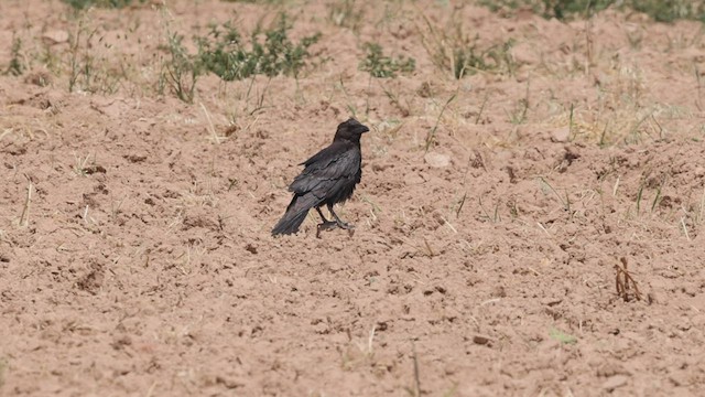 Corbeau brun - ML443639091