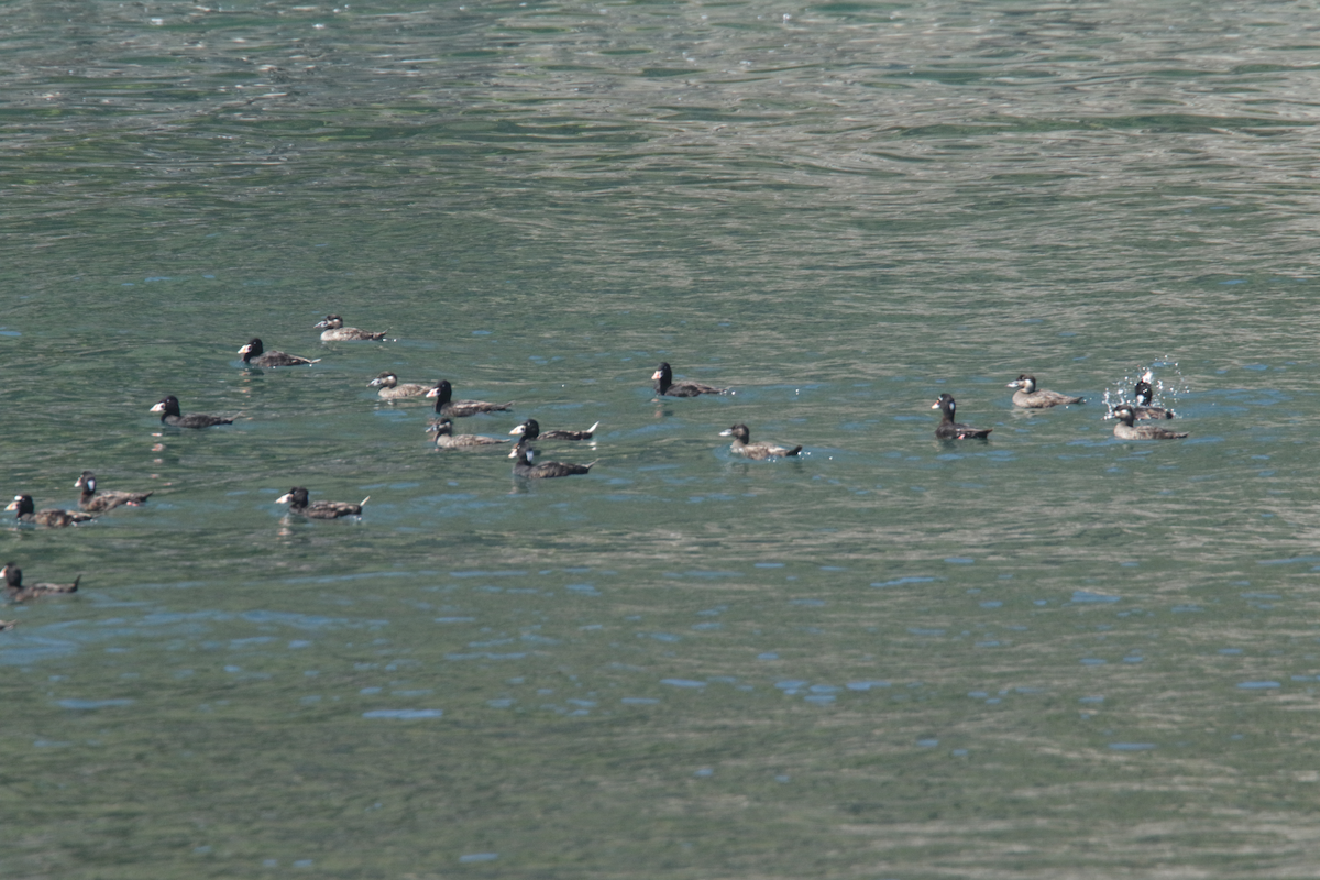 Surf Scoter - ML443639391