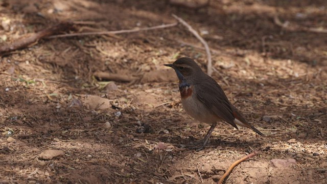 Bluethroat (Red-spotted) - ML443639541