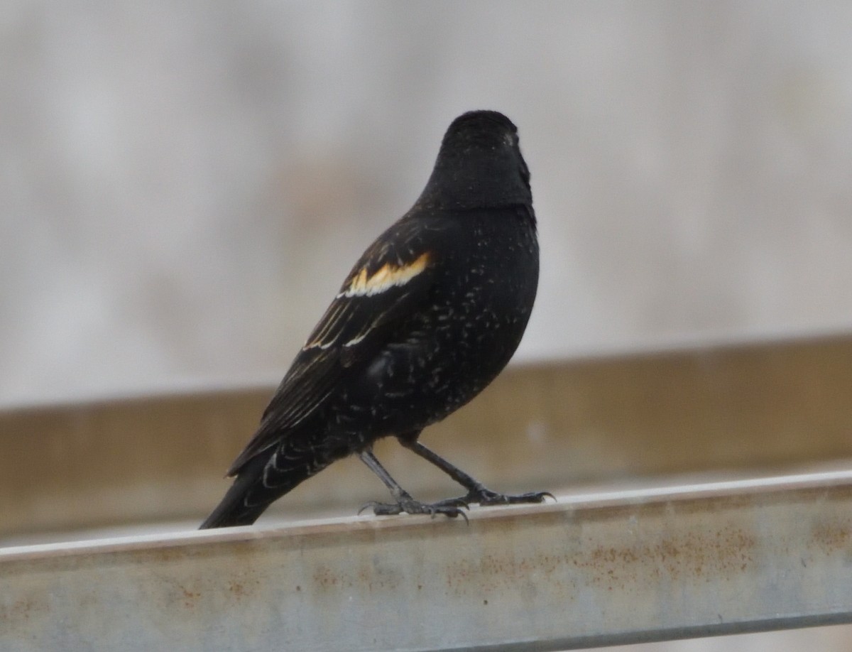 Red-winged Blackbird - ML443640051