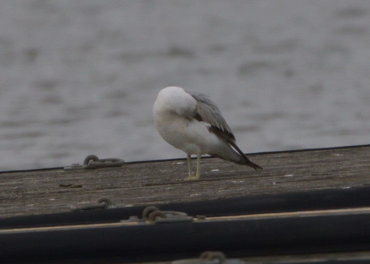 Ring-billed Gull - Robert Tonge