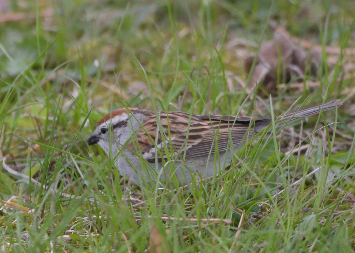 Chipping Sparrow - ML443640711