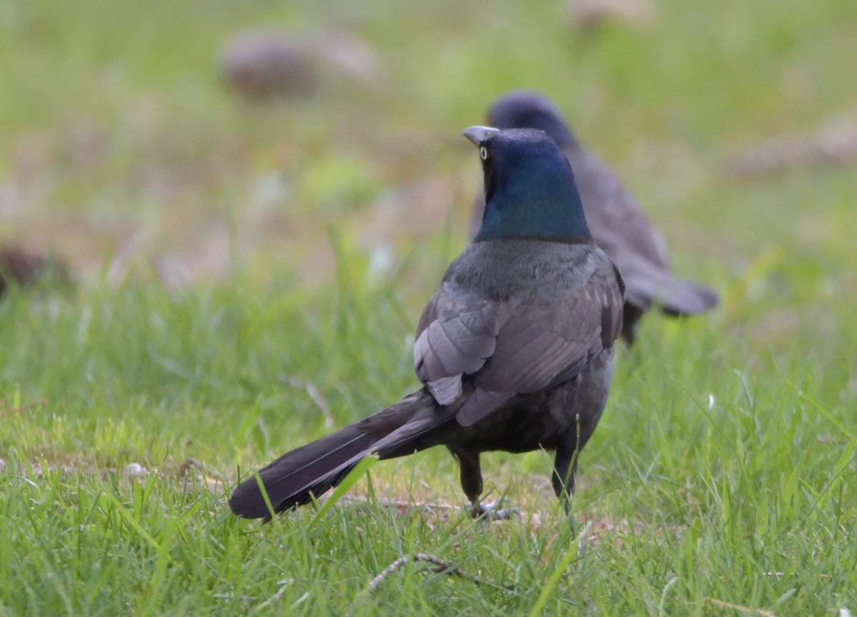 Common Grackle - ML443640731