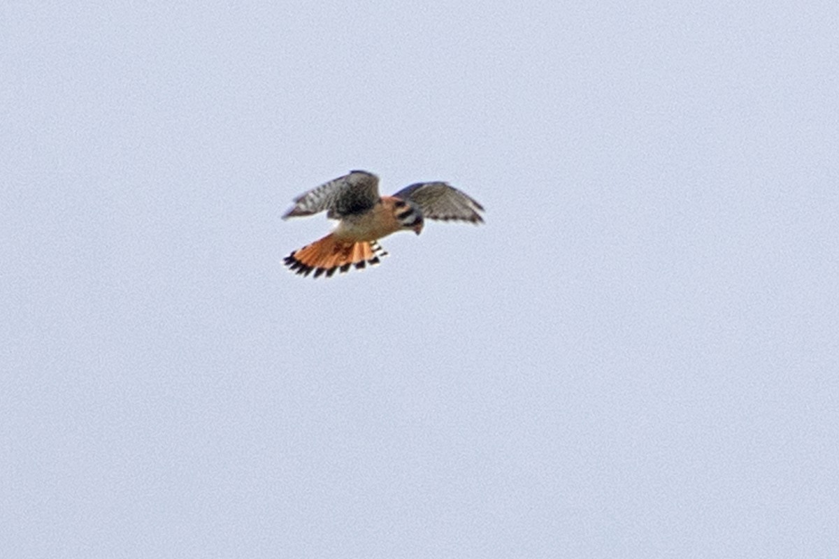 American Kestrel - ML443641071