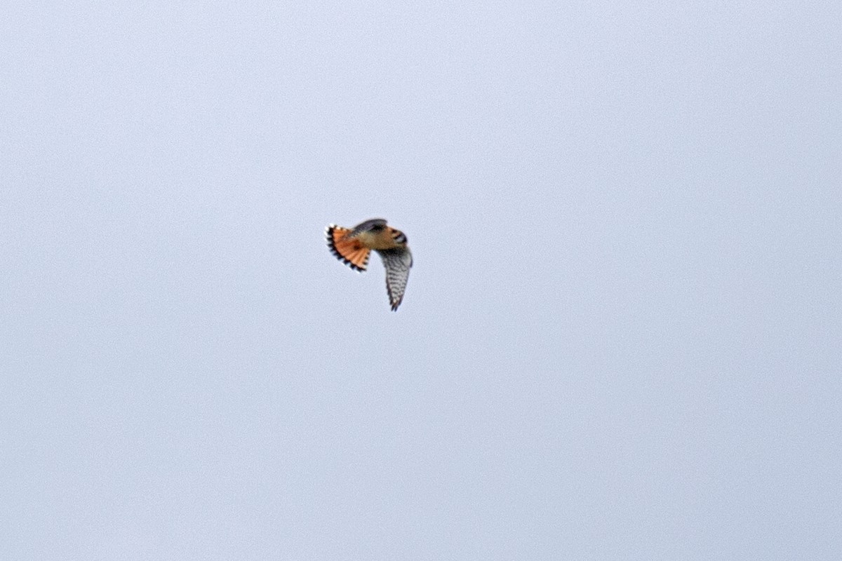 American Kestrel - ML443641111