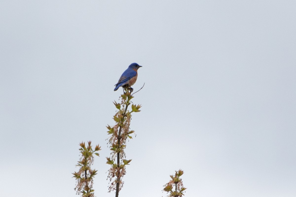 Eastern Bluebird - ML443641351
