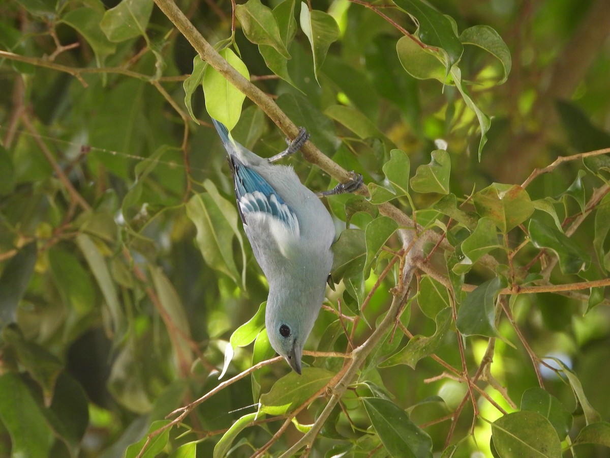 Blue-gray Tanager - ML443641461