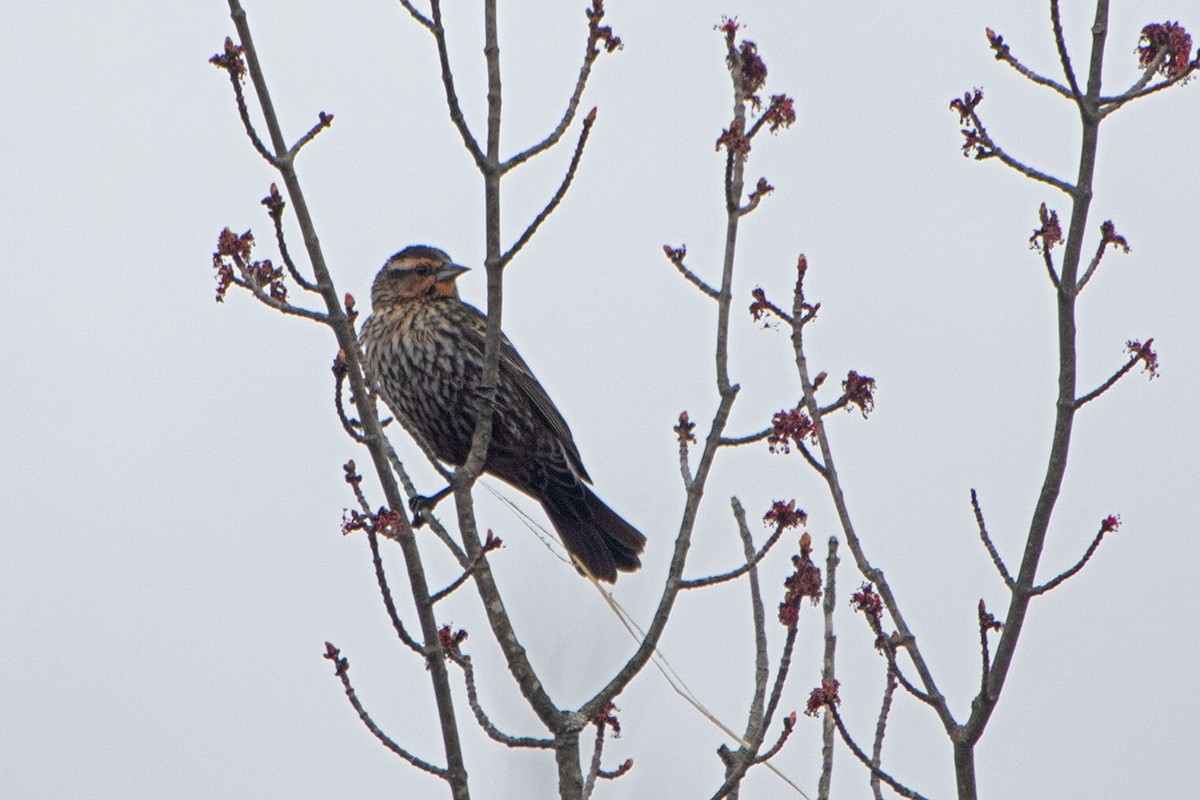 Red-winged Blackbird - ML443641571