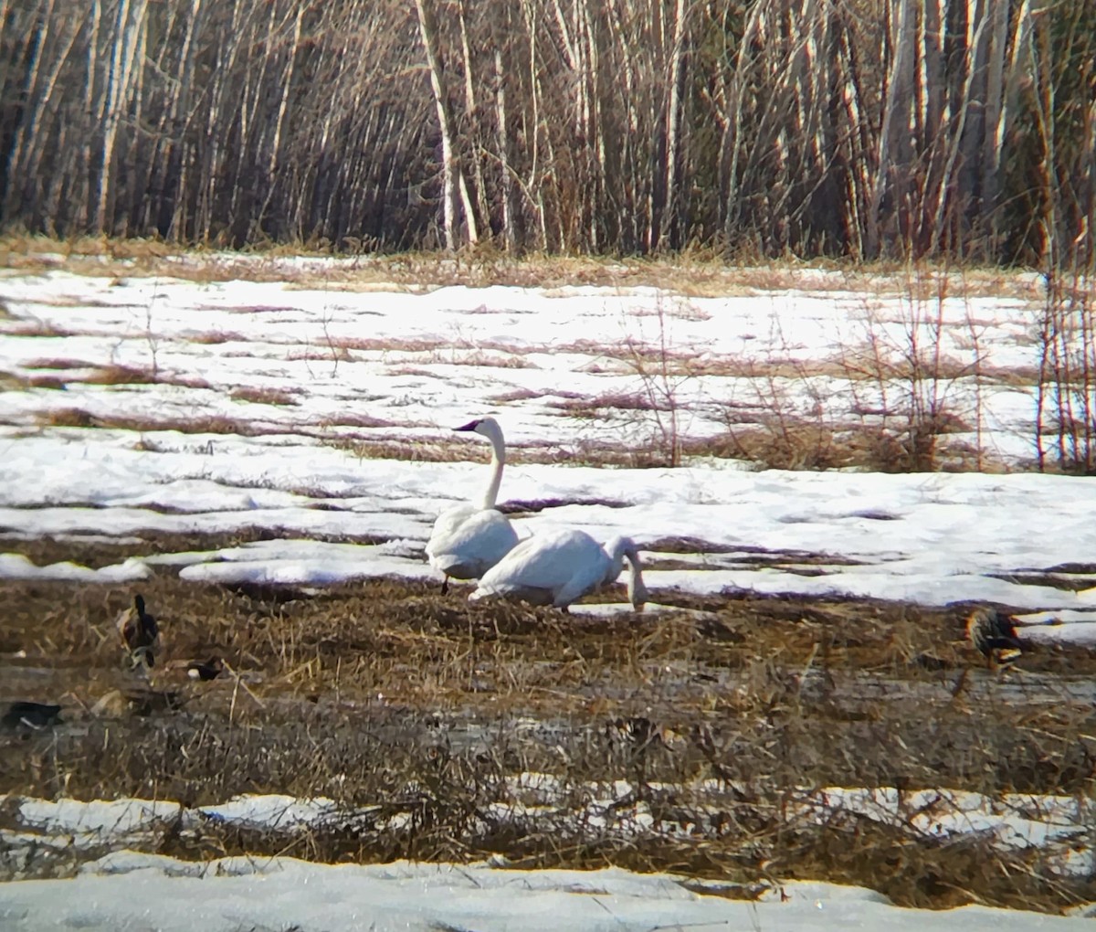 Cygne siffleur - ML443644341