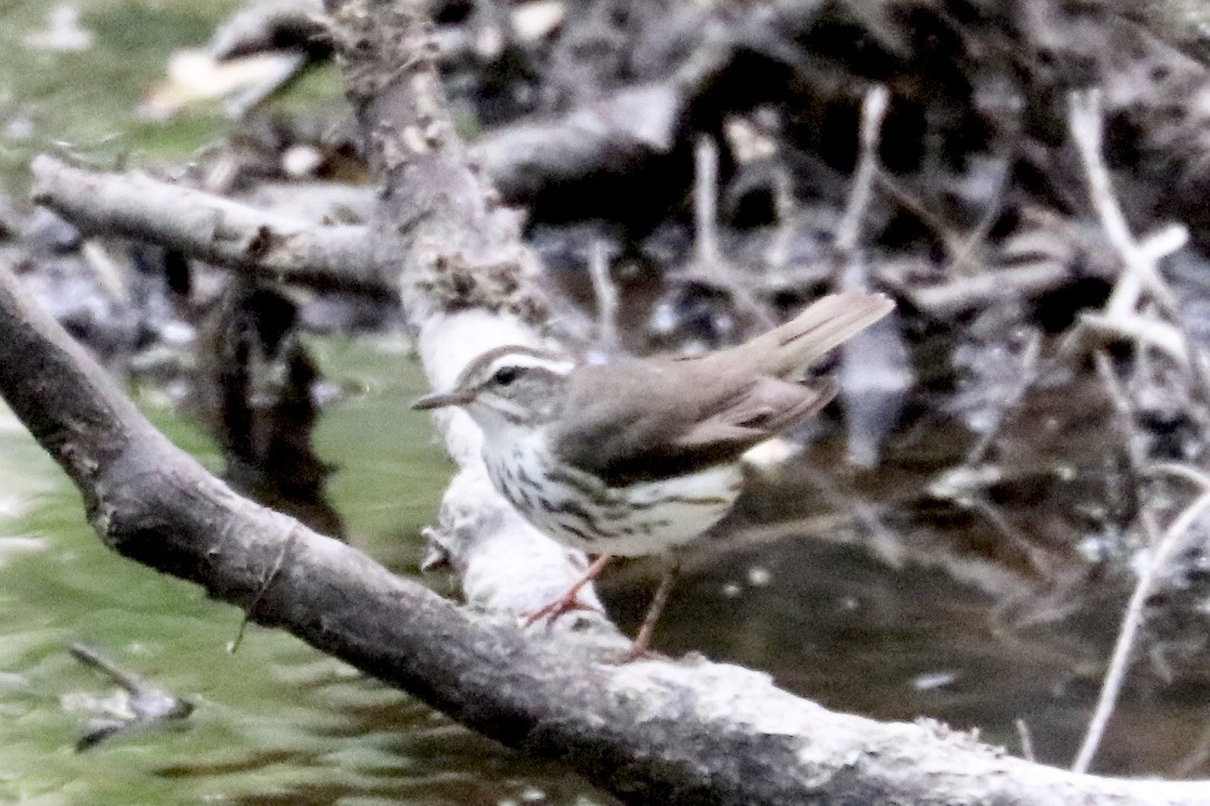Louisiana Waterthrush - Irvin Pitts