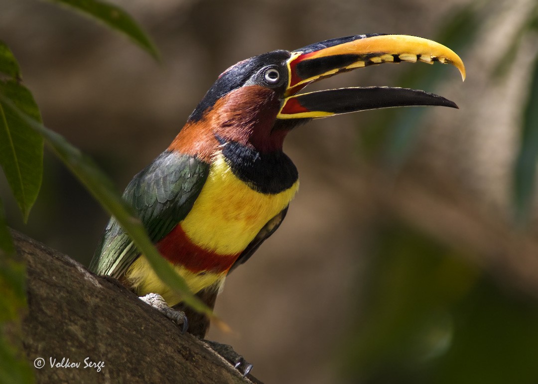 Chestnut-eared Aracari - ML443645791