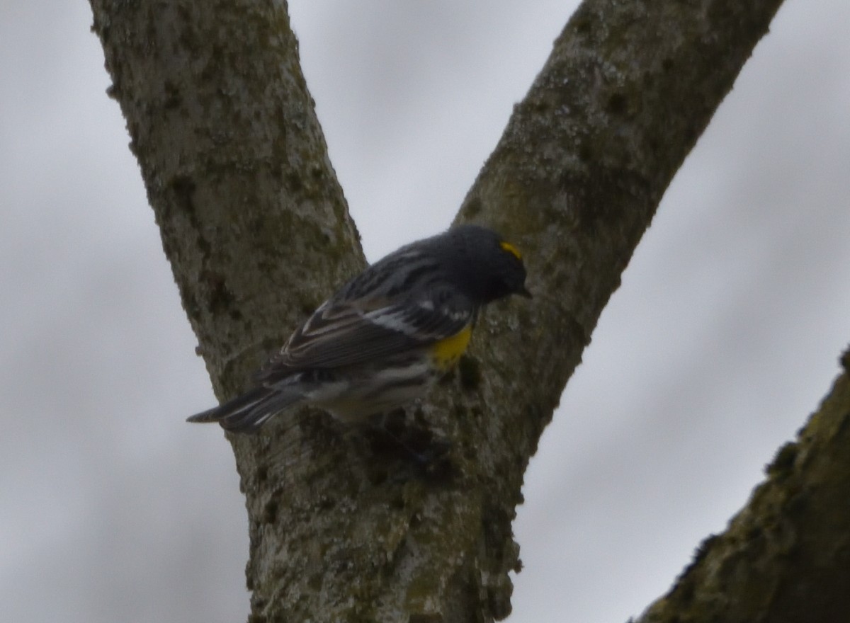 Yellow-rumped Warbler (Myrtle) - ML443647241