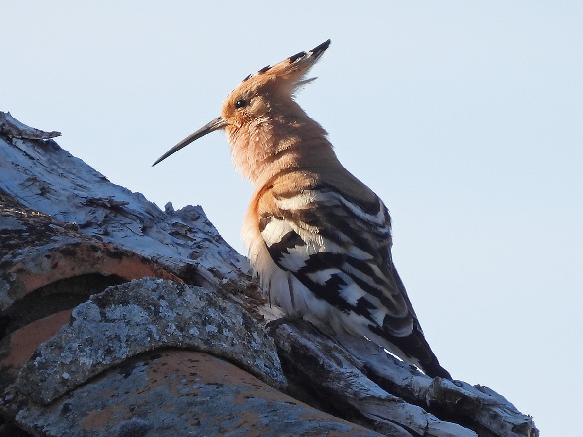Eurasian Hoopoe - ML443649021