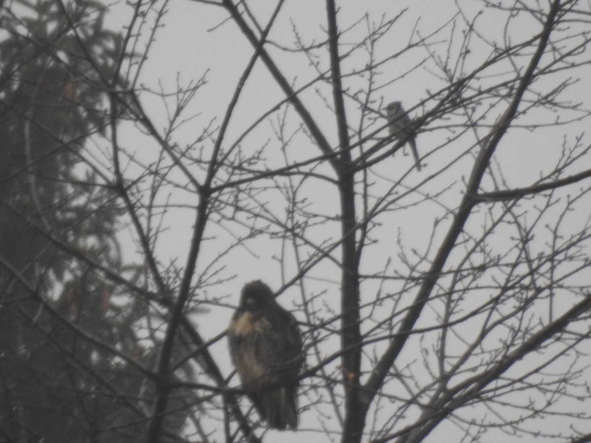 Red-tailed Hawk - ML44364941