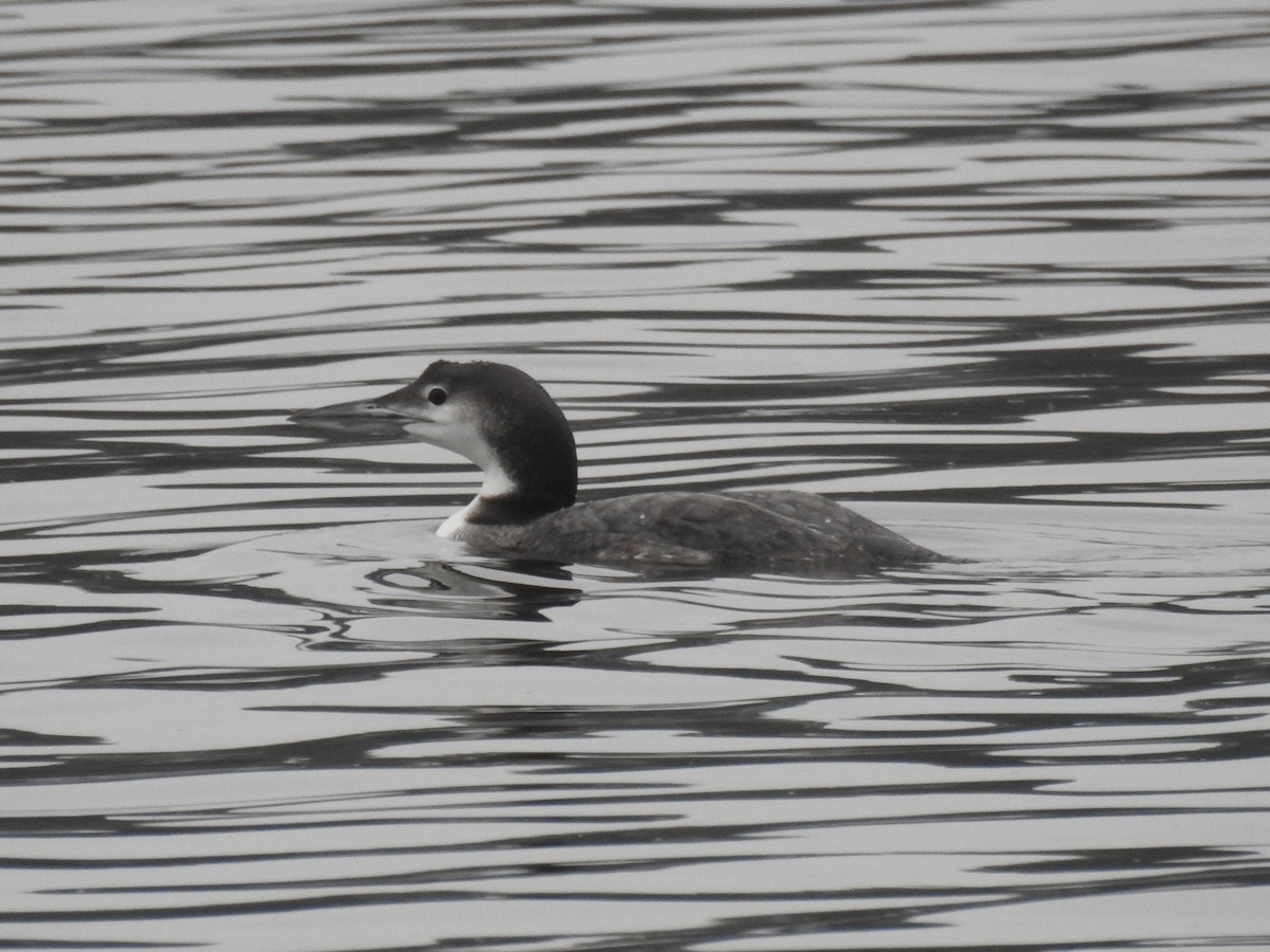 Common Loon - ML44364981