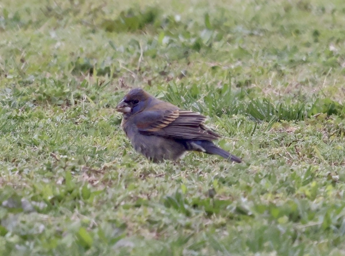 Blue Grosbeak - ML443650061