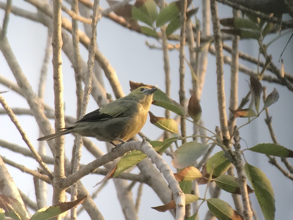 Palm Tanager - Gustavo Bautista @GUSBIRDING