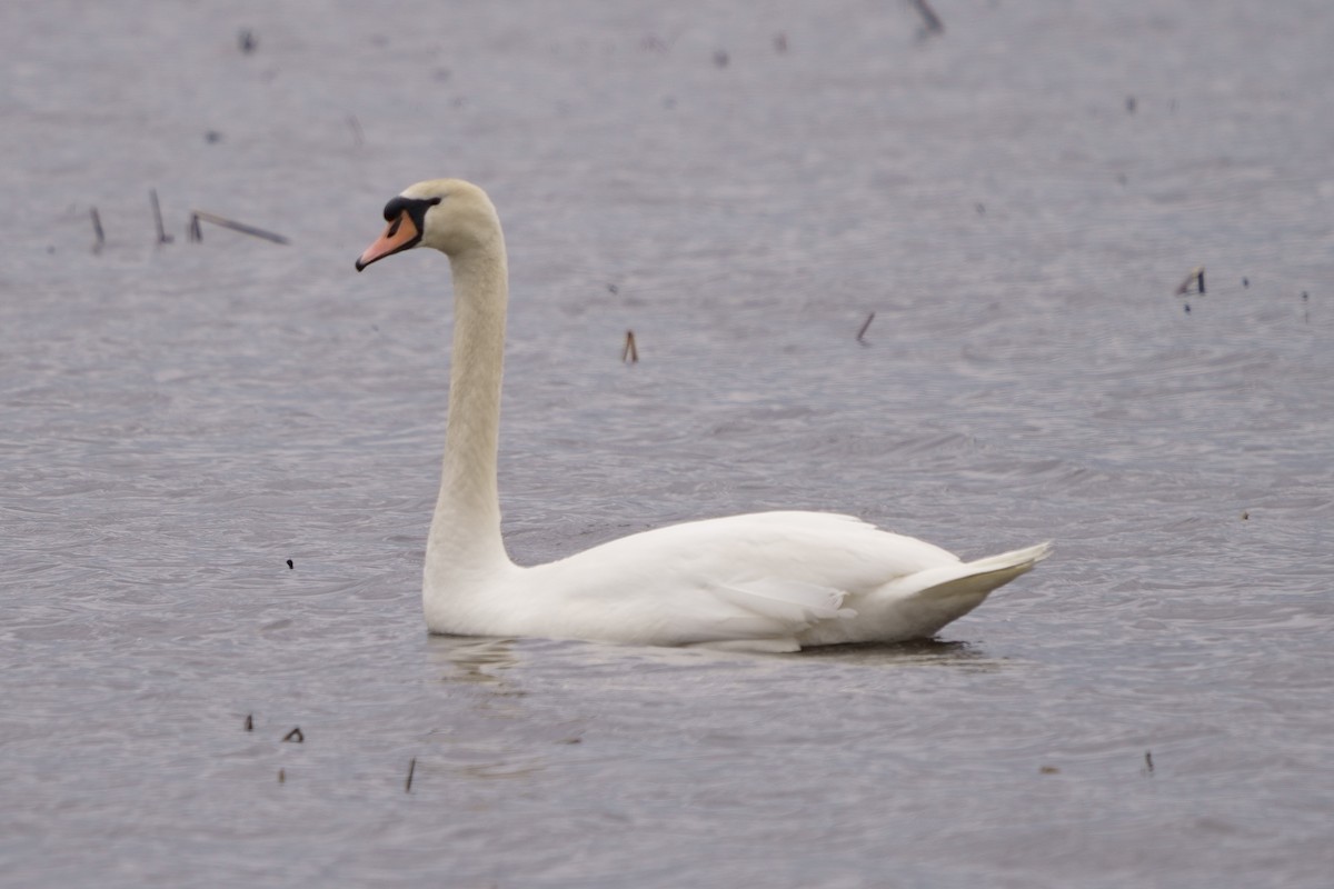 Mute Swan - ML443650831