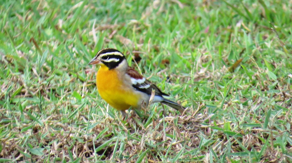 Golden-breasted Bunting - Mwangi Gitau.