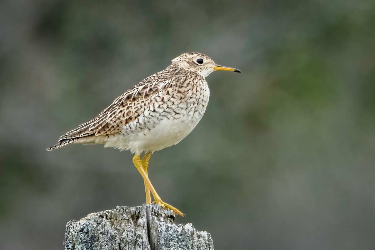Upland Sandpiper - ML443652611