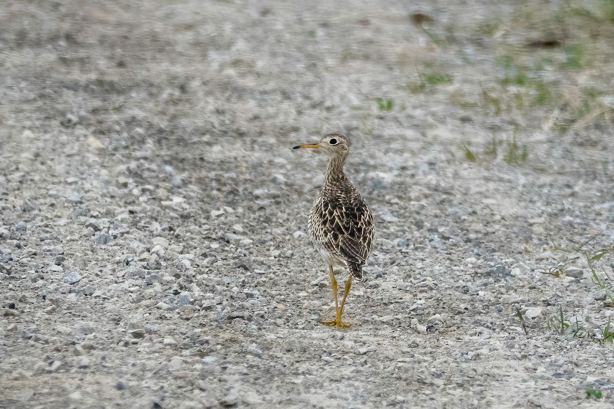 Upland Sandpiper - ML443652631