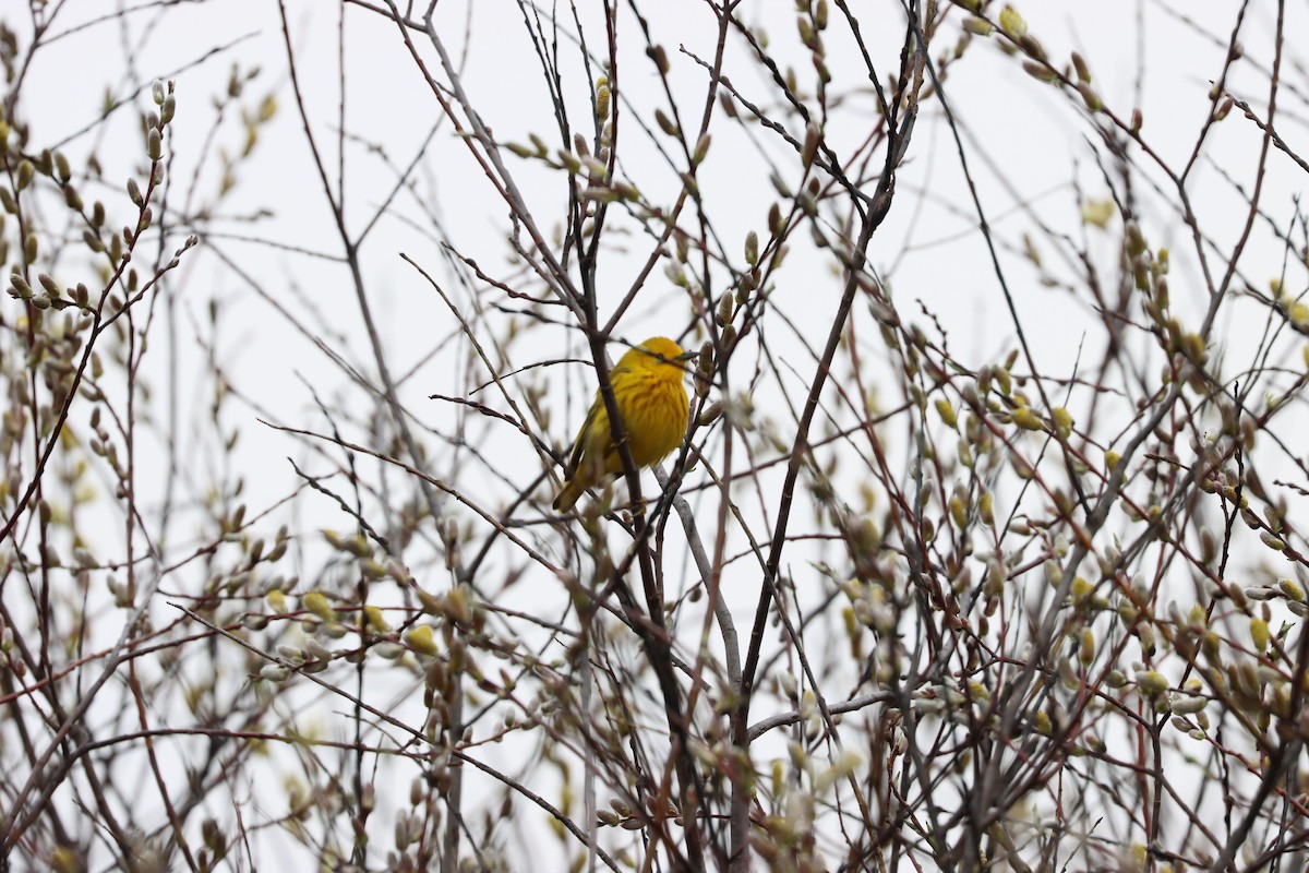 Yellow Warbler - Stan Fairchild