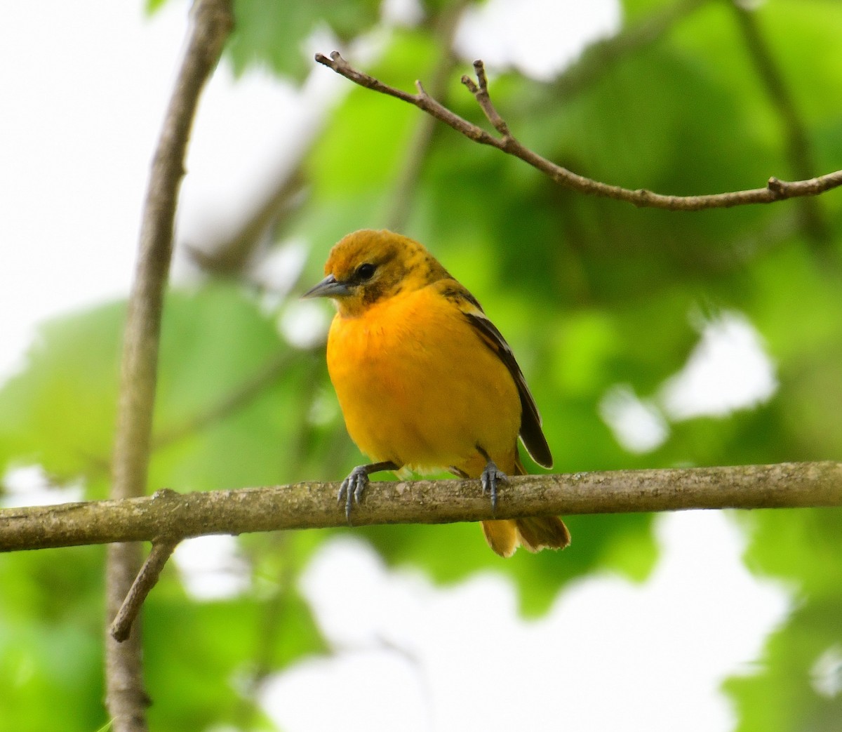 Baltimore Oriole - ML443656041