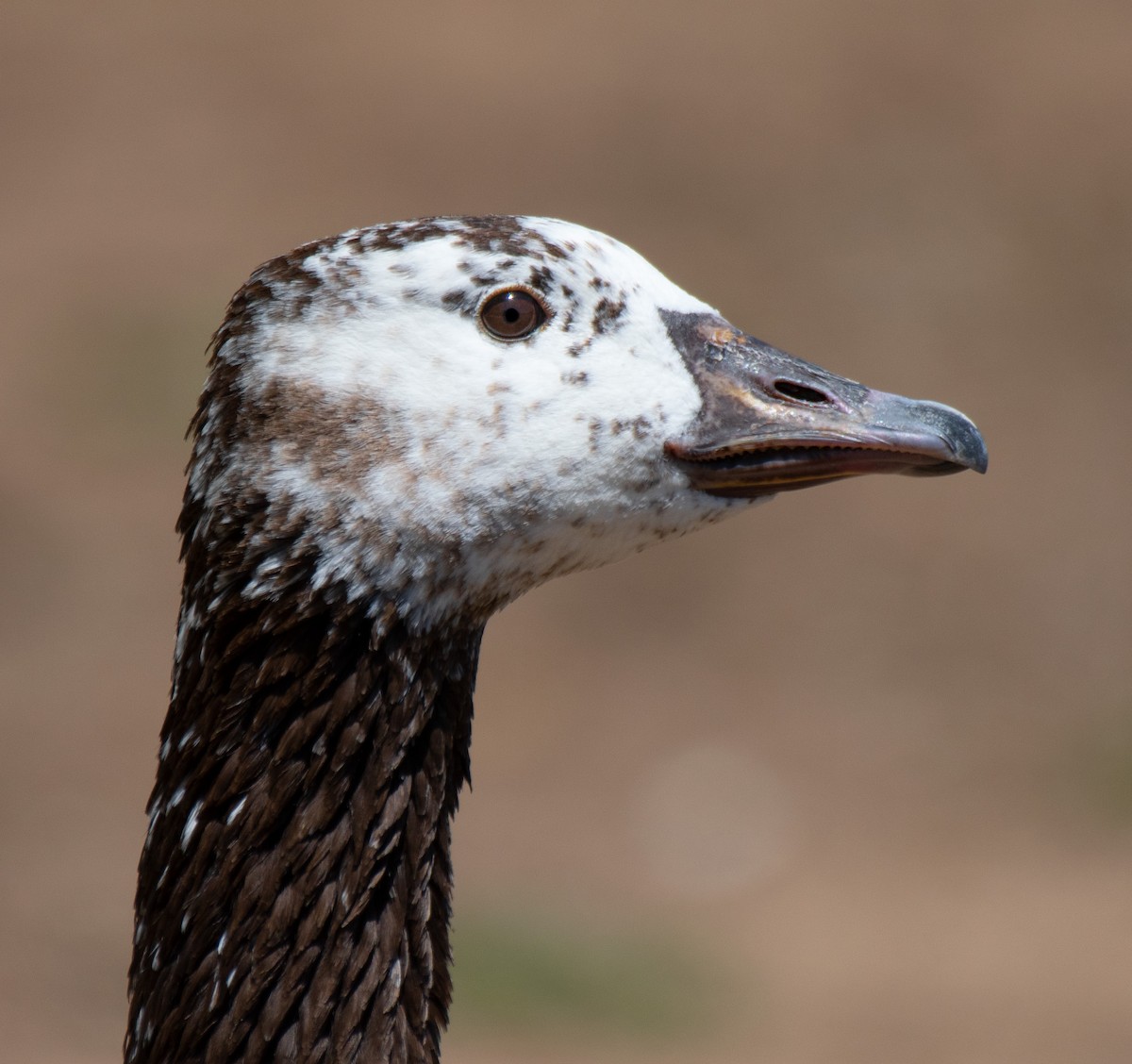 Swan Goose x Canada Goose (hybrid) - Alison Davies