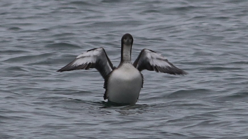 Pacific Loon - ML44365741