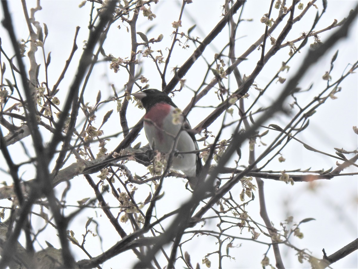 Rose-breasted Grosbeak - ML443659391